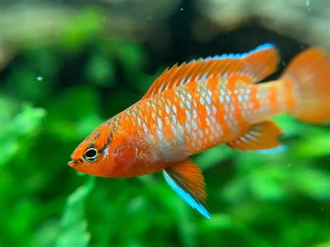 bdais|Scarlet Badis: Fish Species Profile .